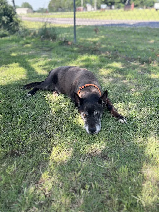 Tonkawa Veterinary Clinic PLLC Picture 1