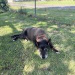 Tonkawa Veterinary Clinic PLLC