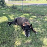 Tonkawa Veterinary Clinic PLLC ico