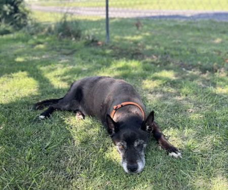 Tonkawa Veterinary Clinic PLLC