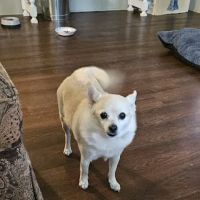 Blackwell Animal Hospital ico