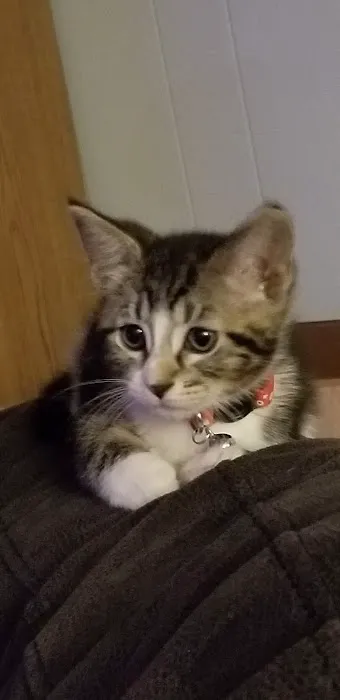 Blackwell Animal Hospital Picture 3