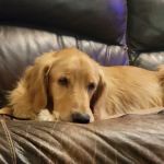 Quality Care Animal Hospital