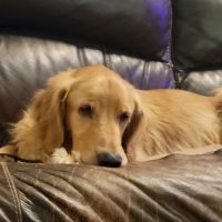 Quality Care Animal Hospital ico