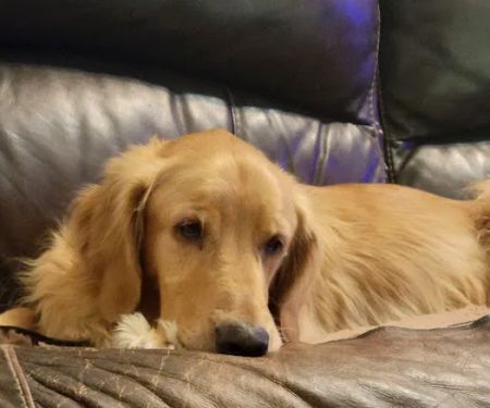 Quality Care Animal Hospital