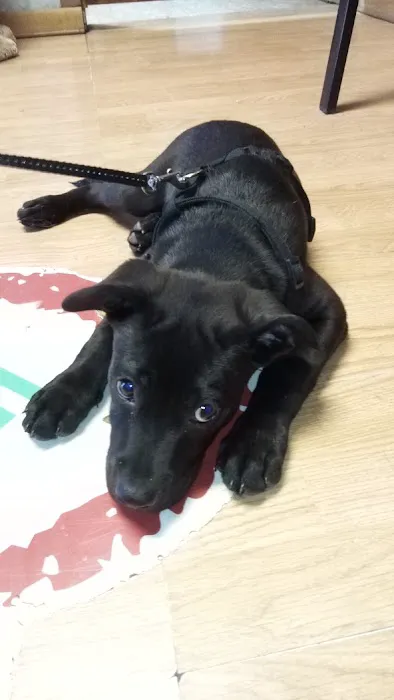 A. C. Veterinary Clinic Picture 1