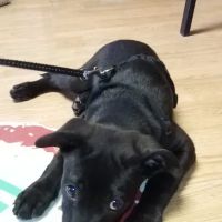 A. C. Veterinary Clinic ico