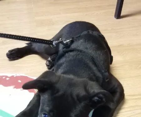 A. C. Veterinary Clinic