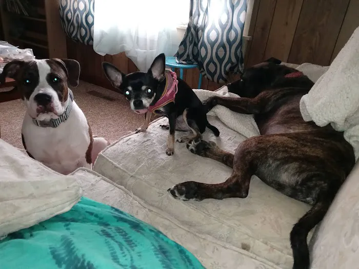 A. C. Veterinary Clinic Picture 4