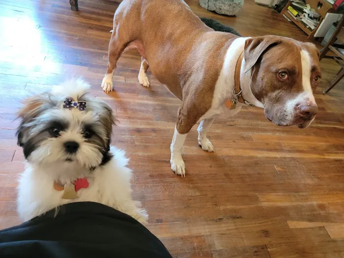 Cottonwood Animal Clinic Picture 2