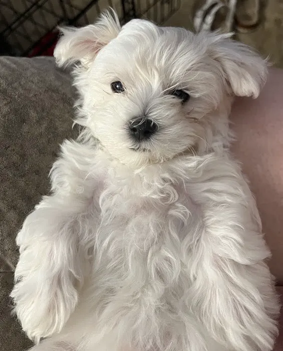 Cottonwood Animal Clinic Picture 1