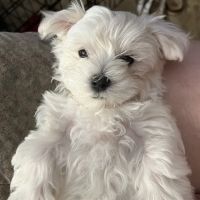 Cottonwood Animal Clinic ico