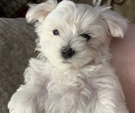 Cottonwood Animal Clinic