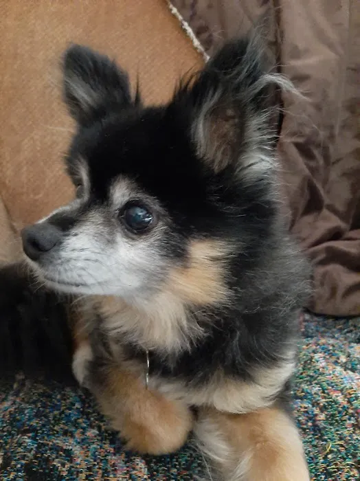 Cottonwood Animal Clinic Picture 4