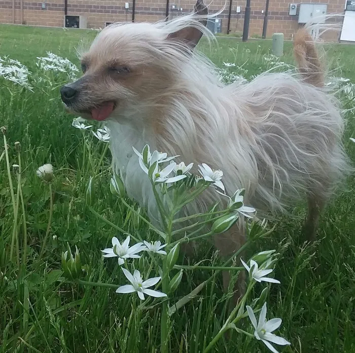 Cottonwood Animal Clinic Picture 3