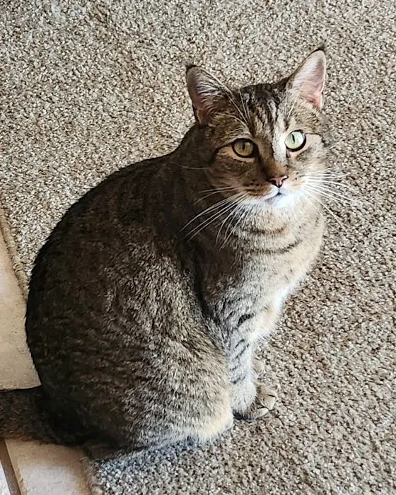 Deer Creek Animal Clinic of Edmond, Oklahoma Picture 1