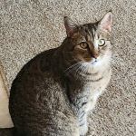 Deer Creek Animal Clinic of Edmond, Oklahoma