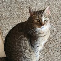 Deer Creek Animal Clinic of Edmond, Oklahoma ico