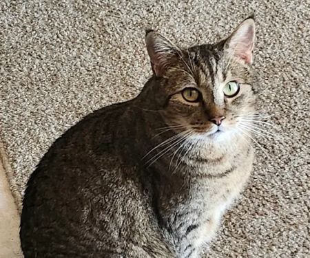 Deer Creek Animal Clinic of Edmond, Oklahoma