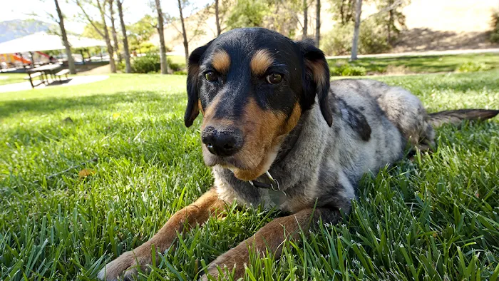 Deer Creek Animal Clinic of Edmond, Oklahoma Picture 2