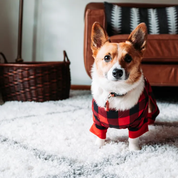 Deer Creek Animal Clinic of Edmond, Oklahoma Picture 7