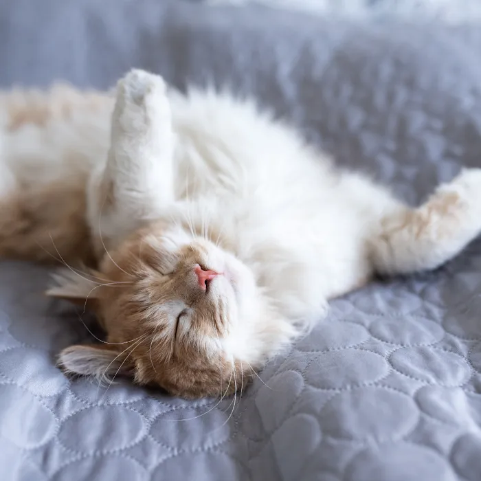 Deer Creek Animal Clinic of Edmond, Oklahoma Picture 10