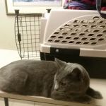 Quail Creek Veterinary Clinic