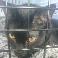 Animal Eye Clinic ico