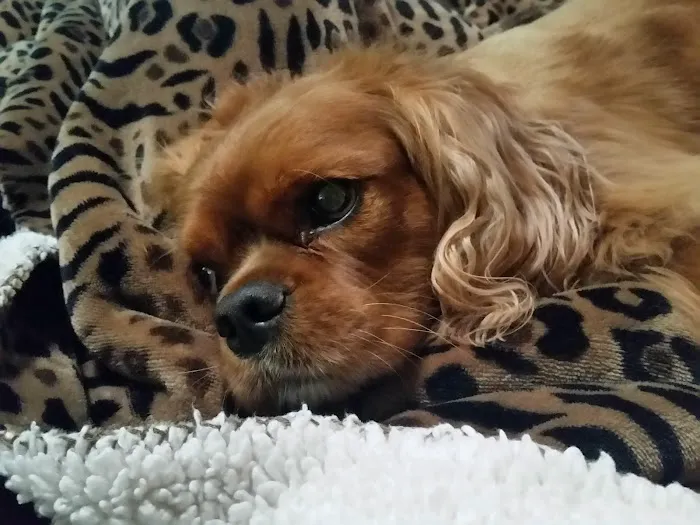 Animal Eye Clinic Picture 7