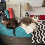 Heintz Veterinary Care