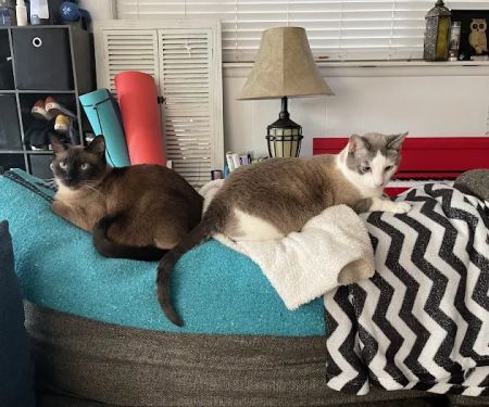 Heintz Veterinary Care