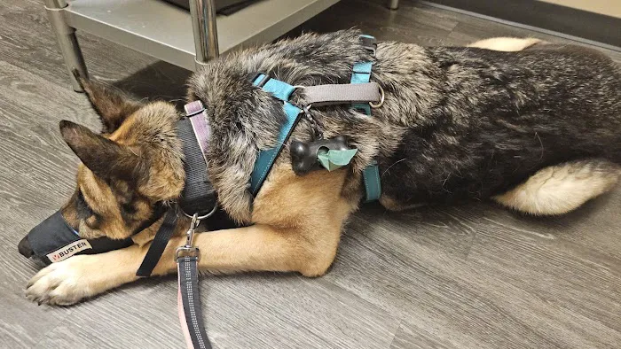 Heintz Veterinary Care Picture 8