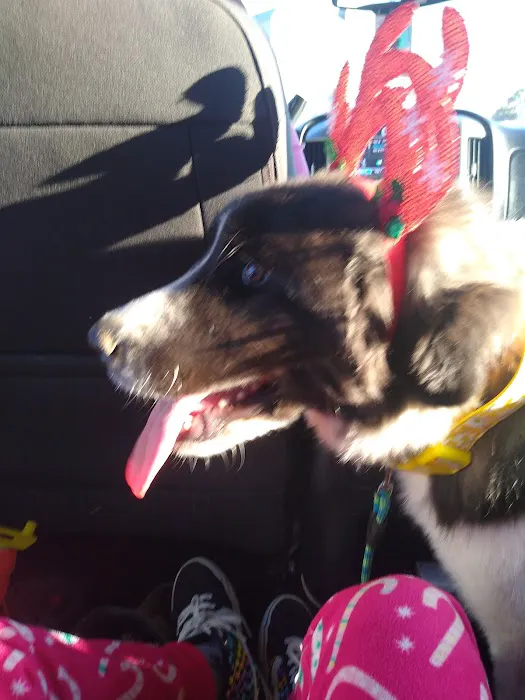 City Animal Hospital Picture 2