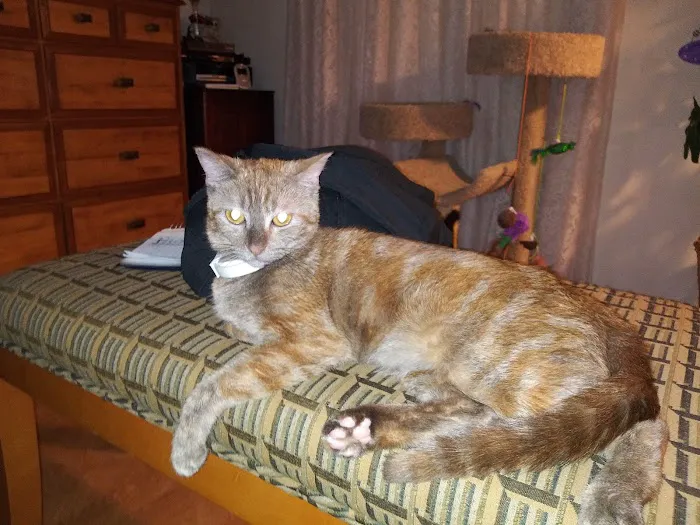 City Animal Hospital Picture 4