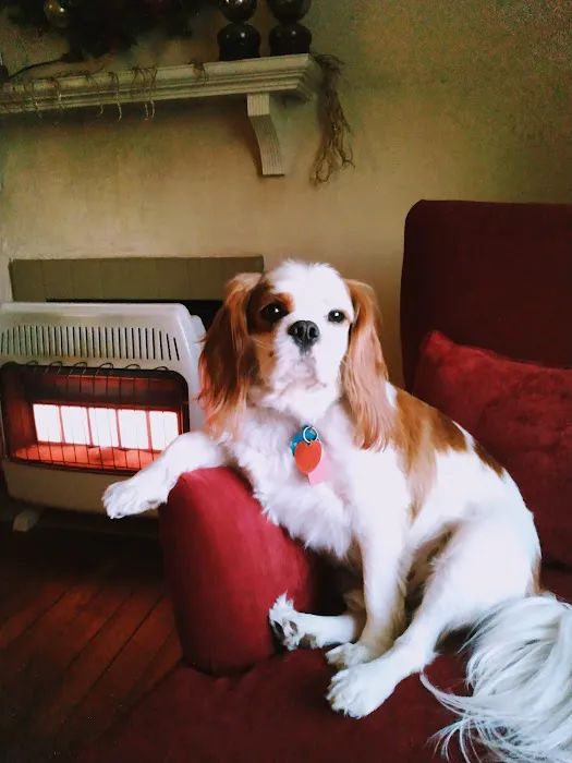 City Animal Hospital Picture 3