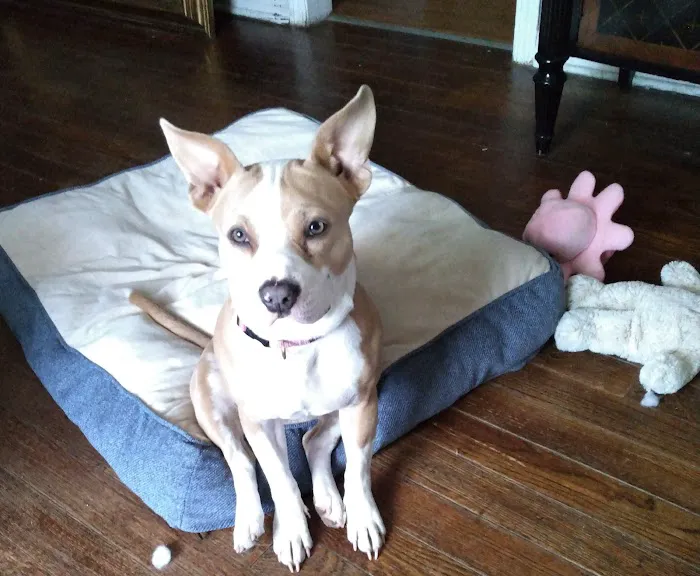 City Animal Hospital Picture 5