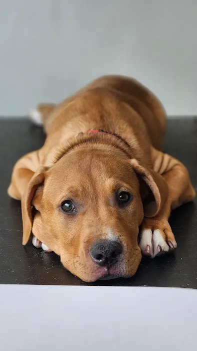 City Animal Hospital Picture 9