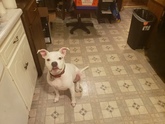 City Animal Hospital Picture 10