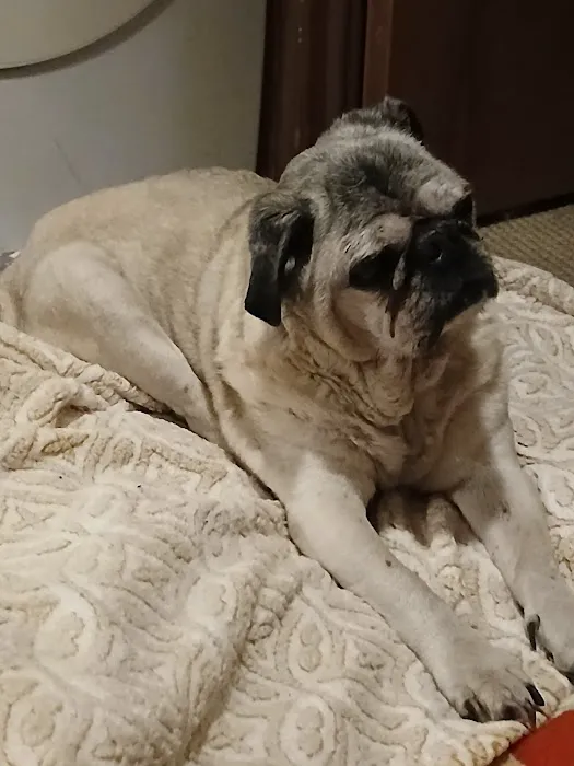 City Animal Hospital Picture 8