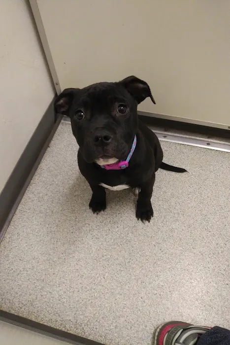 Nicolosi Animal Hospital Picture 1