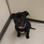 Nicolosi Animal Hospital