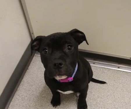 Nicolosi Animal Hospital