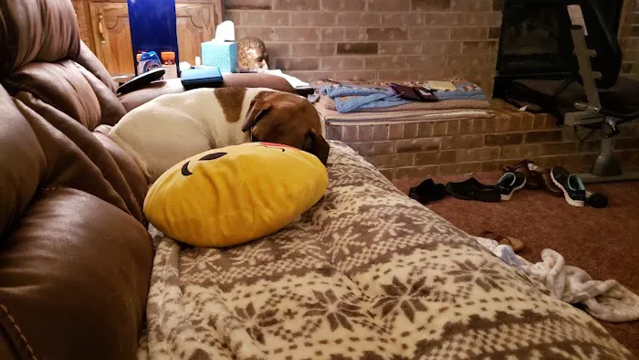 Nicolosi Animal Hospital Picture 2