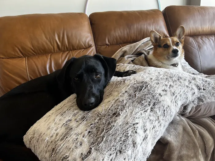 Wedgewood Pet Clinic Picture 3