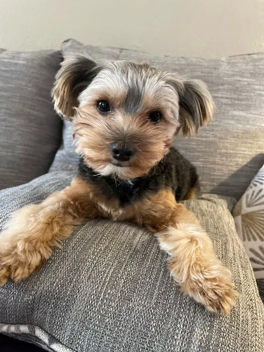 Wedgewood Pet Clinic Picture 6