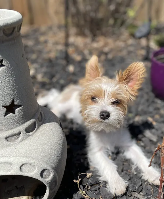 Wedgewood Pet Clinic Picture 7