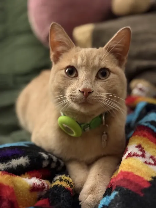 Oklahoma Humane Society Spay + Neuter Clinic Picture 1