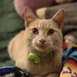 Oklahoma Humane Society Spay + Neuter Clinic