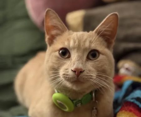 Oklahoma Humane Society Spay + Neuter Clinic