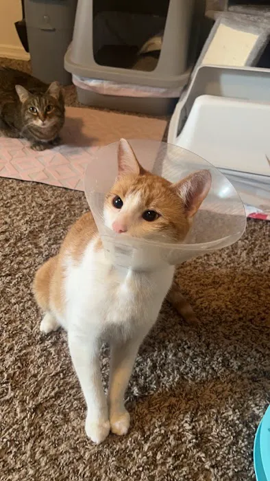 Oklahoma Humane Society Spay + Neuter Clinic Picture 3